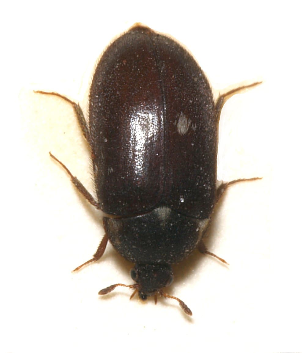 By Sarefo - CC BY-SA 3.0, https://commons.wikimedia.org/w/index.php?curid=2891389